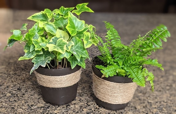 Two plants wrapped in jute pots