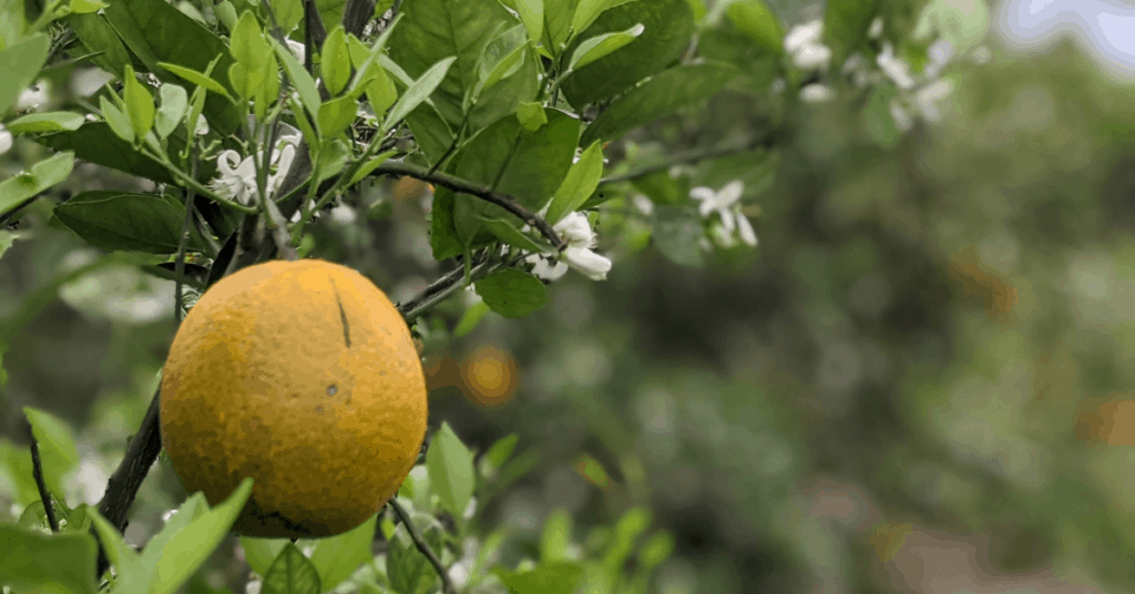 orange blossom and ripe fruit